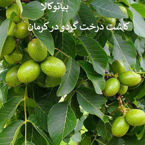 کاشت گردو با باردهی زیاد در کرمان